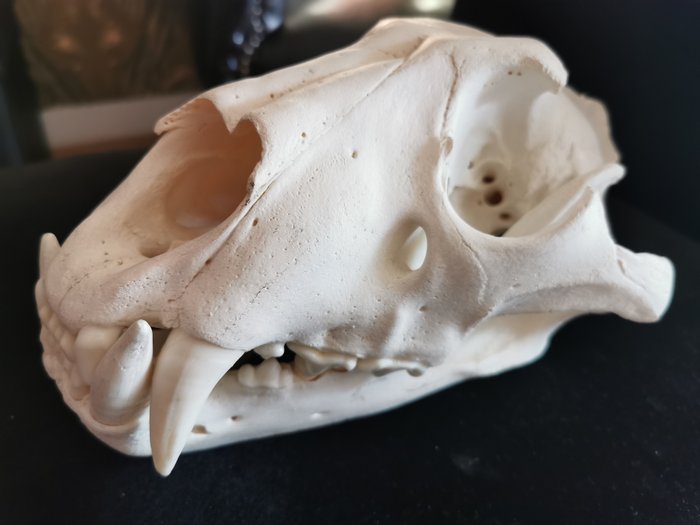 Crânio africano do leão do vintage - completo com maxilar inferior e dentição completa - Panthera leo - 14×21×31 cm - 1
