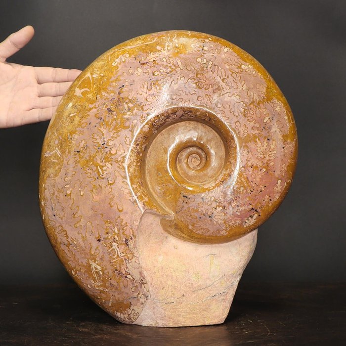 Meget dekorativ og dekorativ ammonit - Lytoceras dilucidum - 380×330×90 mm