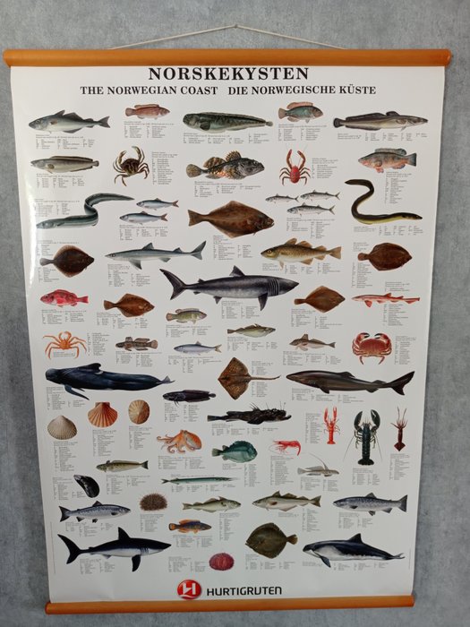 Cartaz da escola Peixes da costa norueguesa. - Papel brilhante sólido.
