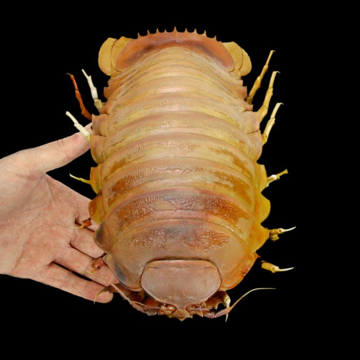 ACE Ace Bathynomus Giganteus Giant Isopod Transform Robot 