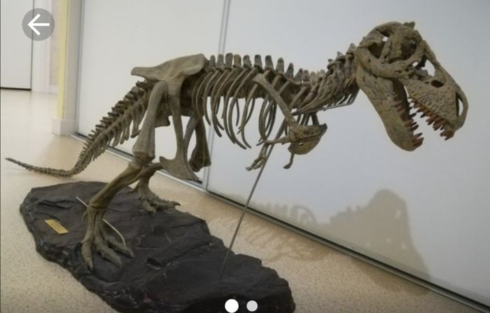 Geofin - luuranko Tyranausaurus rex