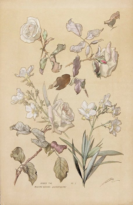 Henry Lambert - Flore Naturelle - 1890