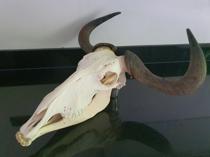 19" across Blue Wildebeest Africa Bone Skull,Taxidermy Connochaetes taurinus 