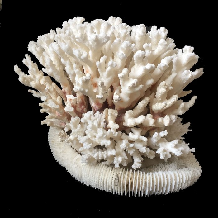 Decorative large white coral - Catawiki