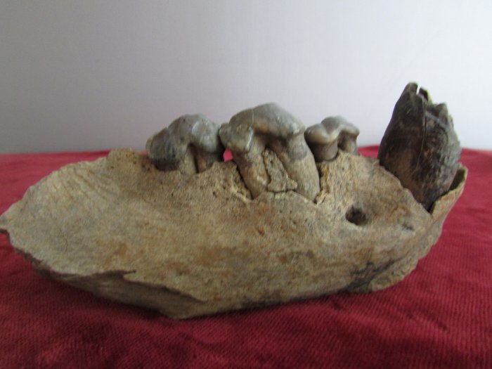 Hiena de las cavernas - Dientes - Crocuta crocuta spelaea - 60×35×150 mm