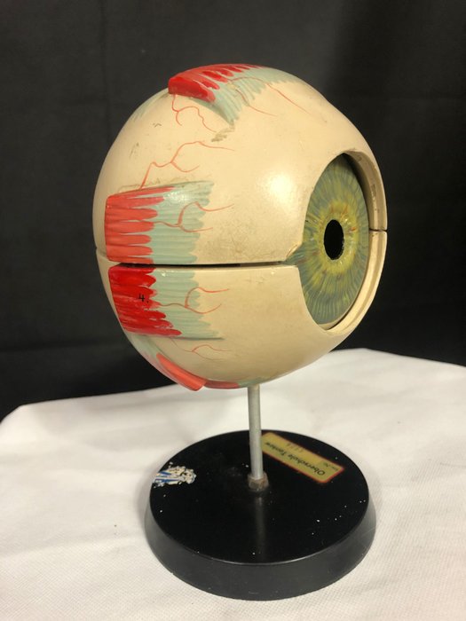 Het oude anatomische model van het oog - Composiet