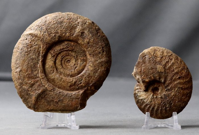 兩種化石- 坎帕尼亞時代- Hauerites ( 10.4 cm ) Pseudoschloenbachia 