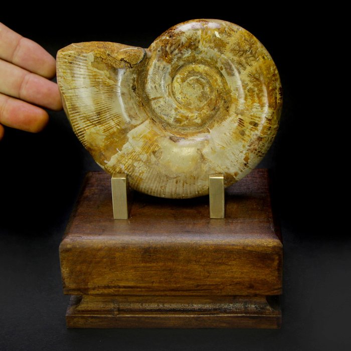 Decorative Ammonite on custom plinth - Lytoceras sp. - 170×100×50 mm