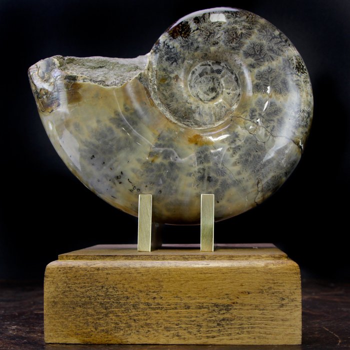 Ammonite - On Design Base - Argonauticeras sp. - 20.5×19×14.5 cm