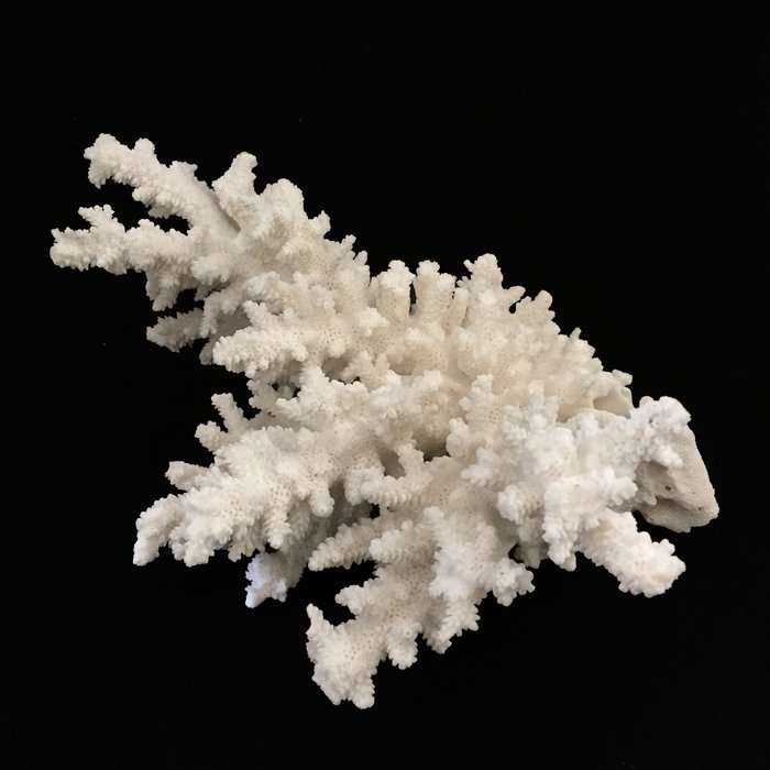 Maladroit Charles Keasing kleurstof Groot wit koraal - Koraal - Catawiki