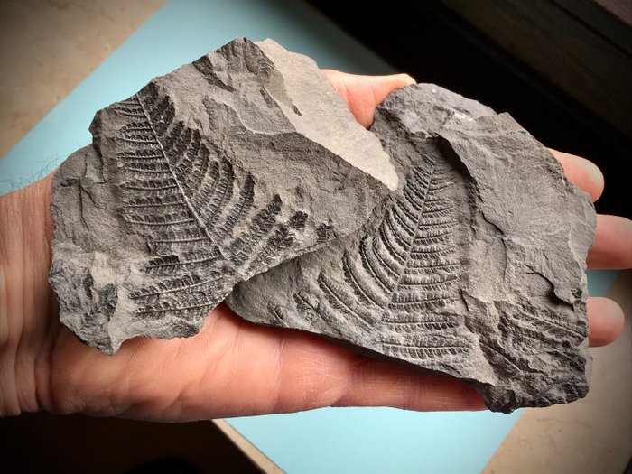 Kulstofplante fossil, bregne - På matrice - Pecopteris sp. - 2×10×11 cm