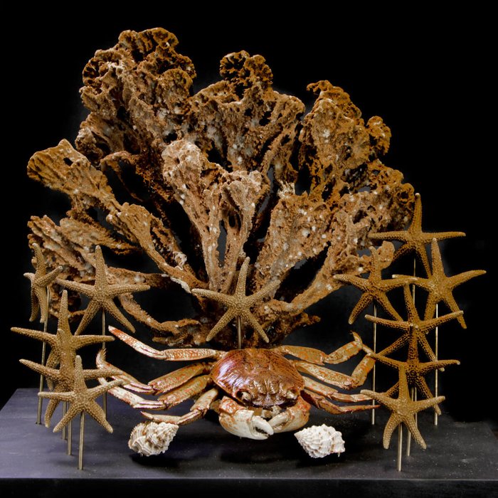 Glassetui - Naturalia Marine Collection - Utstopping av kropp i naturlig størrelse - Crab - Starfish - Sponge -shells - 292 mm - 290 mm - 210 mm