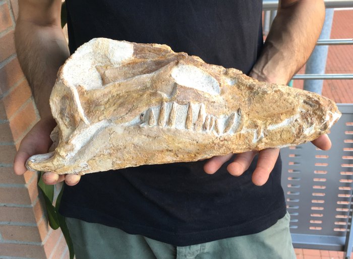 Plesiosaur - teljes koponya - Elasmosaurus, Libonectes Morgani - 36×15×12 cm