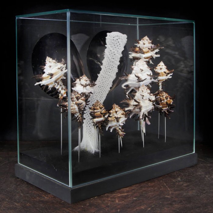 Marine samling under glasskuppel - Euplectella aspergillum, Muricidae - 347×326×182 mm