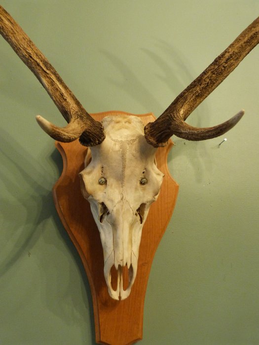 Czaszka jelenia z rogami (1) - Drewno, Kość