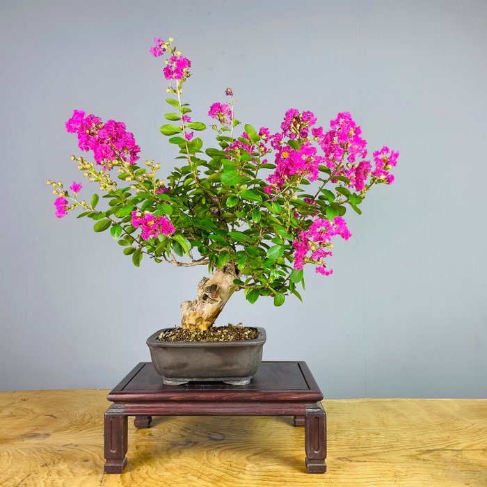 Kutrio-bonsai (Lagerstroemia Indica) - 45×40 cm - Espanja