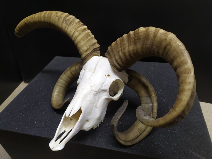 Jaakobin nelisarvinen lammaskallo - Ovis aries - 22×48×28 cm