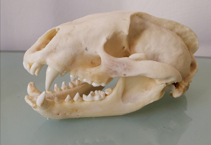 Blaireau européen Crâne - Meles meles - 0×0×14 cm