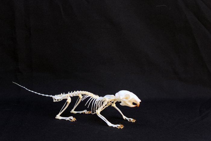 Véritable squelette d'un Callosciurus notatus Écureuil plantain taxidermie 