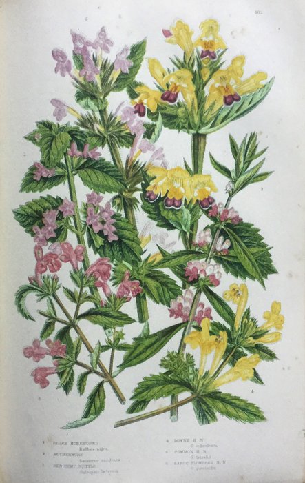 Anne Pratt - The Flowering Plants, Grasses, Sedges, and - Catawiki