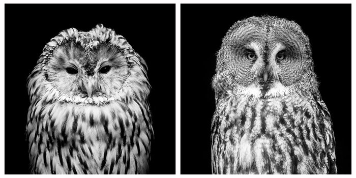 Marco Simoni - Owls - "130 cm" & "152 cm"
