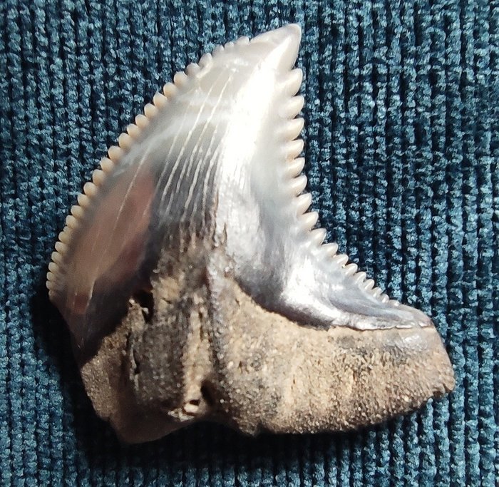 Tigerhai Zähne in allen Größen Galeocerdo cuvier Zahnersatz tiger shark tooth 