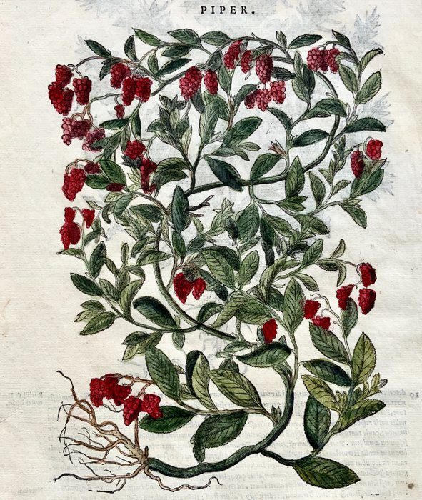 Giorgio Liberale; W. Meyerpeck - Folio with 2 large woodcuts - Pepper Plant [Piper] & Rocket [Eruca vesicaria] - Hand coloured folio - 1565 - 1565