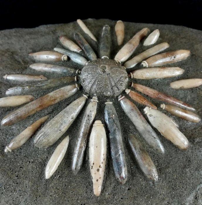 Spettacolare riccio di mare fossile!!! - Carapace con radiola - Gymnocidaris koechlini - 26×15×5 cm