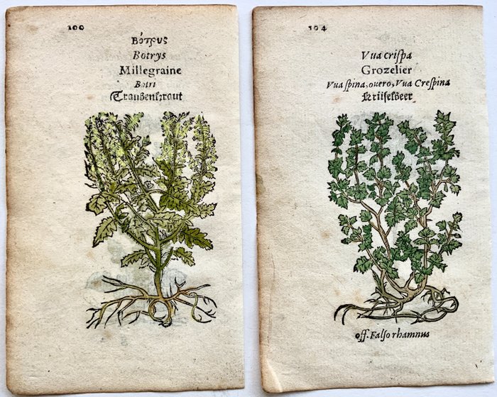 Lot of ! 2 ! fine Leonhard Fuchs (1501-1566) leaves with - 4 fine woodcuts on 2 leaves - Hand coloured - Goosefoot, Rapeseed, Gooseberry, Oat - 1551 - 1551
