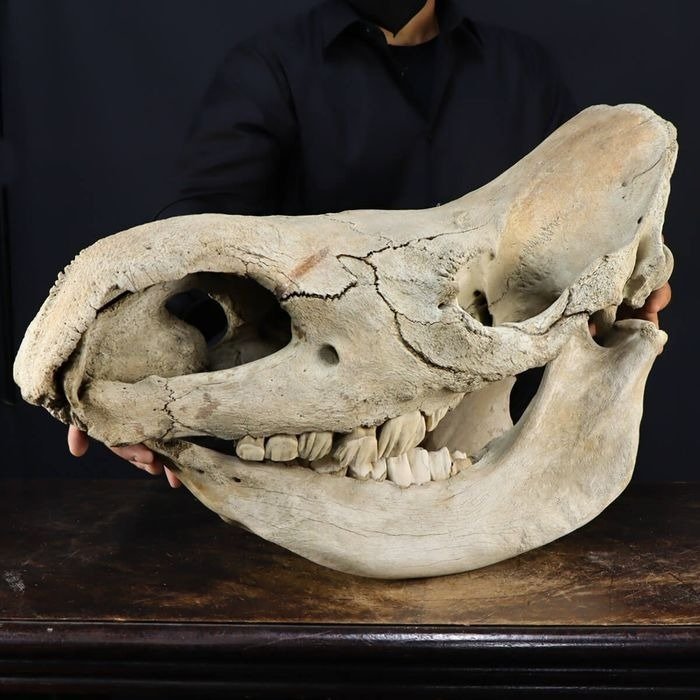 Obiect de muzeu - Rinocerul lânos Craniu - Coelodonta Antiquitatis - 420 mm - 330 mm - 720 mm