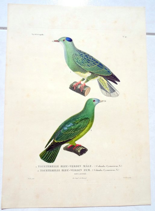 Duperrey /Prêtre / Coutant - Atlas  Voyage autour du monde de la Corvette la Coquille Oiseaux - 1826