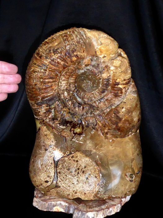 Ingekaps di ammonite in Septaria en Gele Calcite / 11,3 Kg - Guscio/conchiglia - 32×23×19 cm
