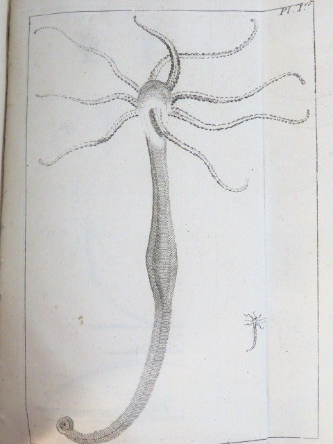 Henry Baker - Essai sur l'histoire naturelle du polype, insecte - 1744