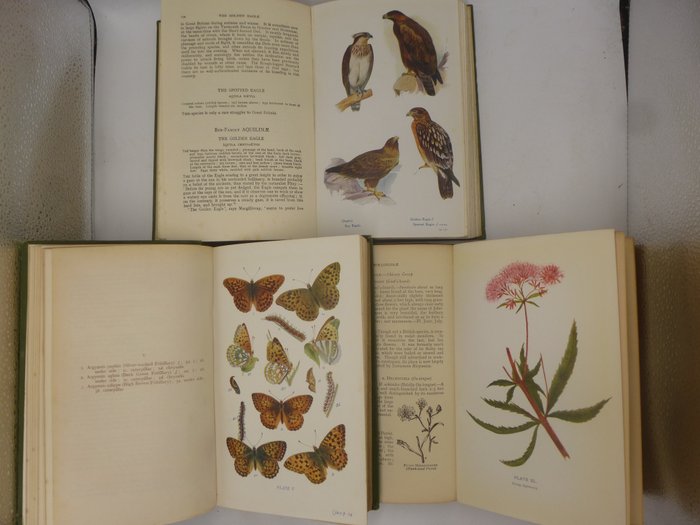 W. Egmont Kirby, & Rev. C. A. Johns - Butterflies and moths of the United Kingdom, British birds in their haunts, & Flowers of the field - 1910/1928