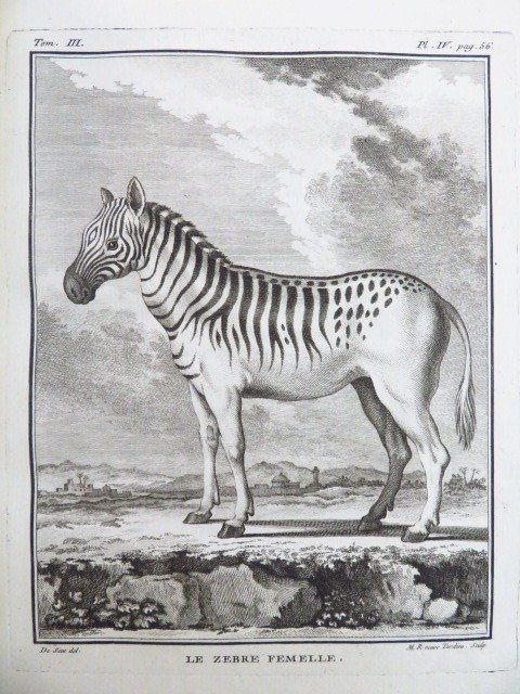 Georges Louis, Comte de Buffon / De Seve - "Supplement. Histoire naturelle, générale et particulière... Animaux quadrupèdes. Tome 3 - 1776