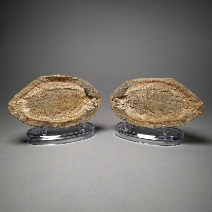 pesce fossile - lastre con inclusioni fossili, positivo/negativo - Montate su supporto personale - Parasemionotus Labordei - 12.9×6.9×1.7 cm