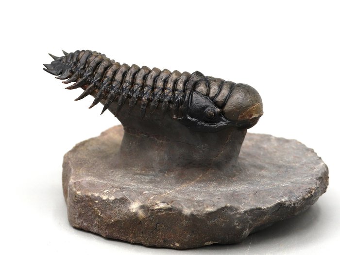 Finest quality trilobite fossil - Giant size - With hypostome - Outstanding - Flying preparation - Crotalocephalus gibbus