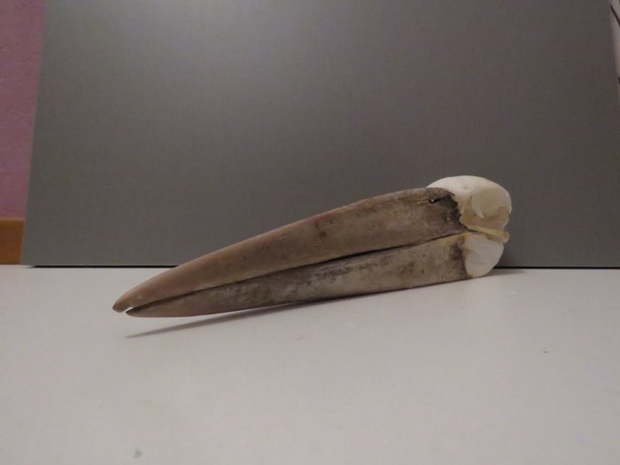 Marabou Stork Skull - Leptoptilos crumenifer - 10×9×35 cm