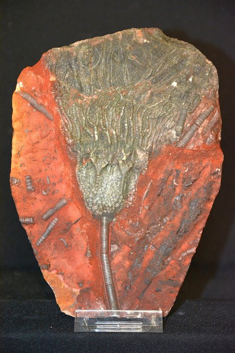 Crinoidi fossili - Su matrice - Scyphocrinites sp - 16×2×20 cm