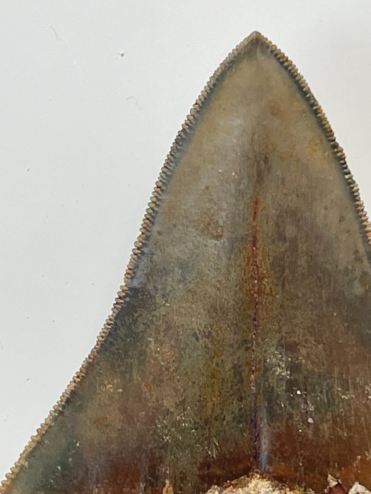 Megalodon-tand, - 9,7 cm - Carcharocles megalodon