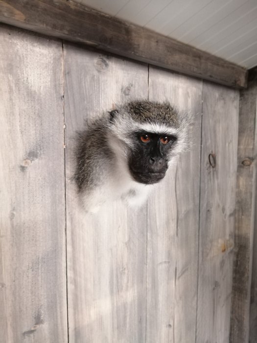 Vervet Monkey Shoulder Mount - Chlorocebus pygerythrus (with Declaration of Legal Origin) - 20×17×18 cm - 2021/BE00310