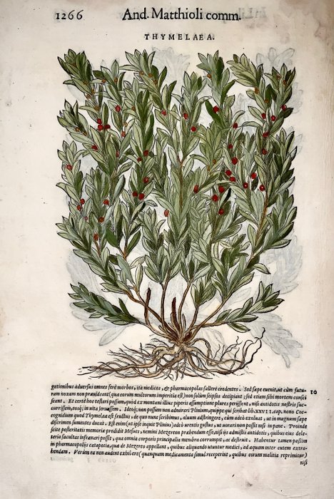 Giorgio Liberale; W. Meyerpeck - Folio with 2 large woodcuts - Dwarf Olive [Chamelaea] & Sparrow-wort [Thymelaea] - [Hand coloured folio] - 1565