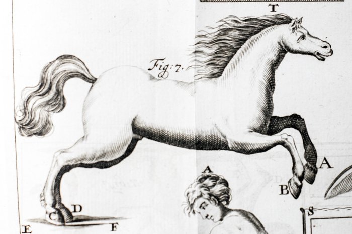 Borelli / Bernoulli - De motu animalium - 1743