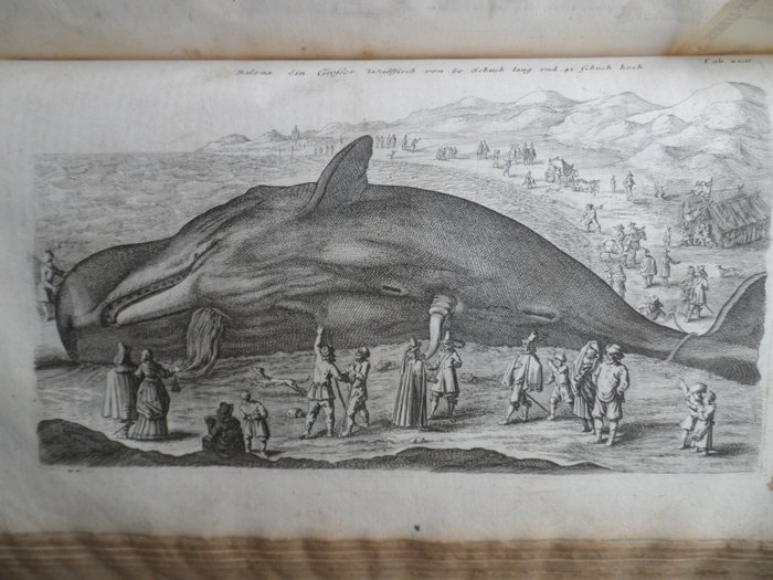 Jan Jonston / M Grausius - Naeukeurige beschryving van de natuur der vier-voetige dieren, vissen en bloedlooze water-dieren - 1660