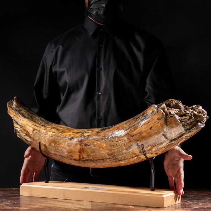 Najwyższej jakości kieł mamuta włochatego syberyjskiego - Mammuthus primigenius - 750×350×150 mm