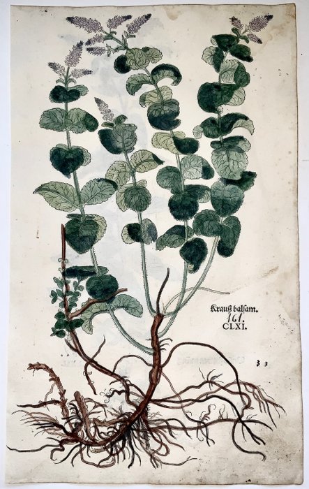 Leonhard Fuchs (1501-1566) / Albrecht Meyer / Heinrich Füllmaurer - Large folio with 2 woodcuts Herb: Mint, Spearmint [Krauss Balsam, Frawen Muentz] - 1543 - 1543