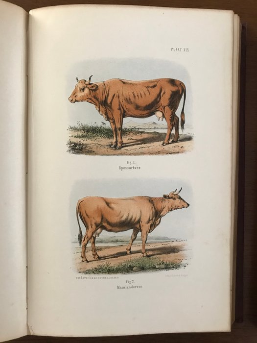 G.J. Hengeveld - Het rundvee, zijne verschillende soorten, rassen en veredeling - 1865