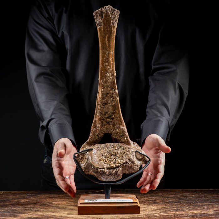 真猛玛象 - 原始猛犸象椎骨 - 510×200×160 mm