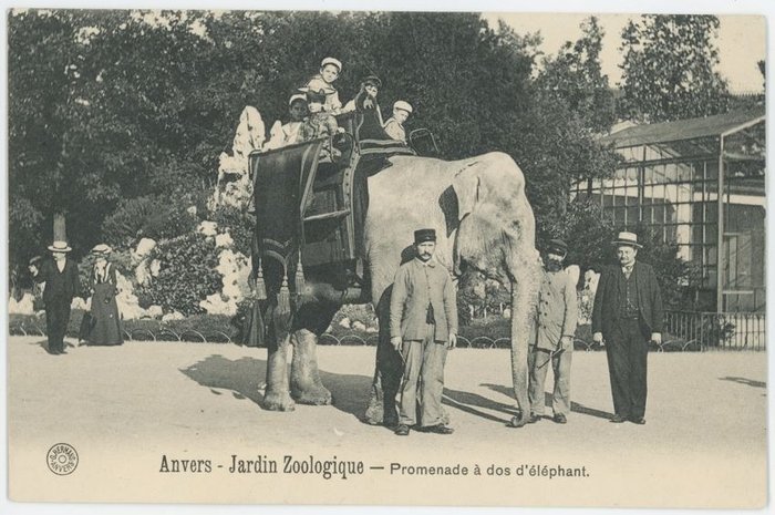 Belgien - Zoo Antwerpen - Postkarten (Sammlung von 65) - 1913
