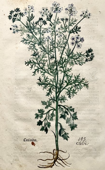 Leonhard Fuchs (1501-1566) / Albrecht Meyer / Heinrich Füllmaurer - Large folio woodcut Herb: Coriander [Chinese parsley, dhania or cilantro] - 1543 - 1543
